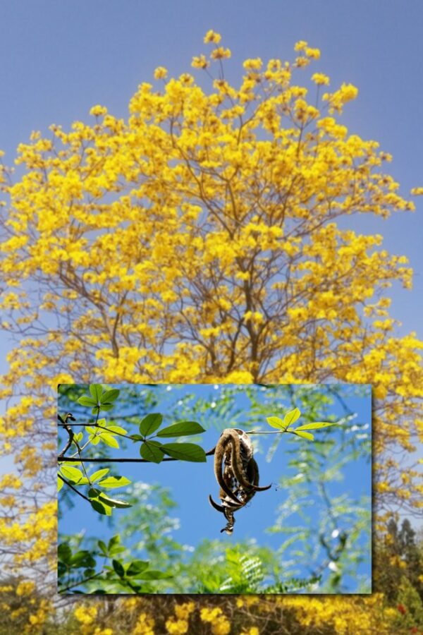 SEMANA DEL ÁRBOL: LA CONSIGNA ES CONOCER NUESTRAS ESPECIES PARA PRESERVARLAS