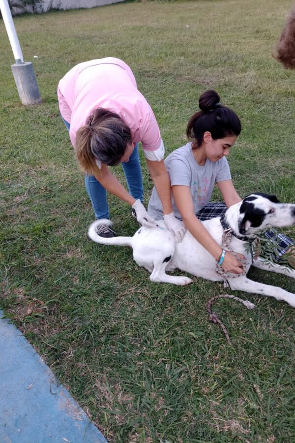 «LA MUNI EN TU BARRIO»: EXITOSA JORNADA DE CASTRACIONES EN BARRIO JORGE NEWBERY