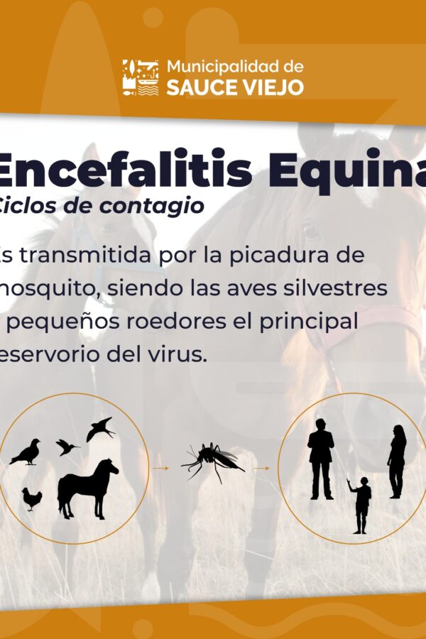 ATENCIÓN: ¿QUÉ ES LA ENCEFALITIS EQUINA Y A QUIÉNES AFECTA?
