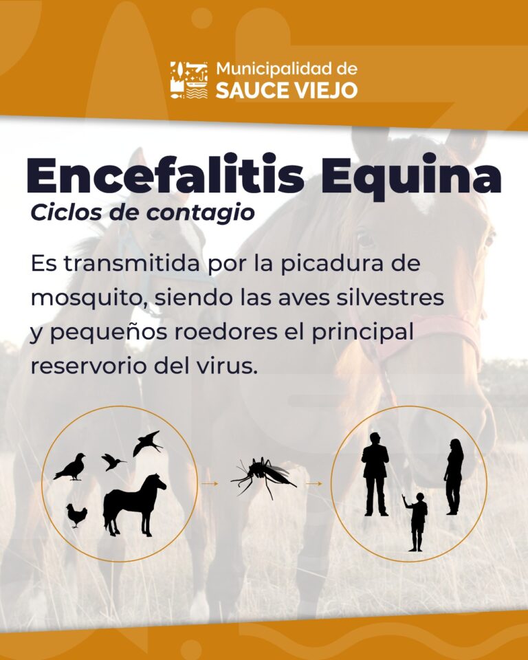 ATENCIÓN: ¿QUÉ ES LA ENCEFALITIS EQUINA Y A QUIÉNES AFECTA?