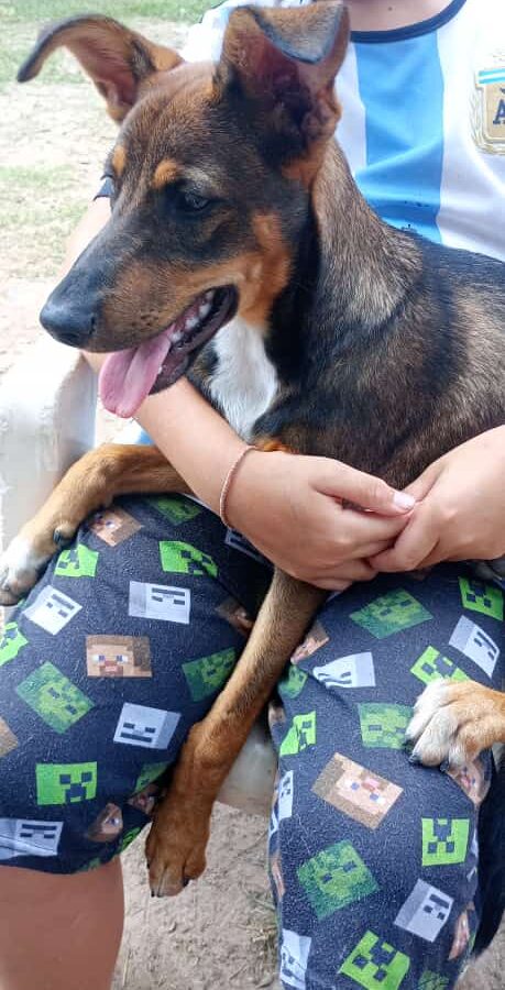 ¡LA JORNADA DE CASTRACIÓN EN BARRIO LOS CONQUISTADORES FUE EXCELENTE !