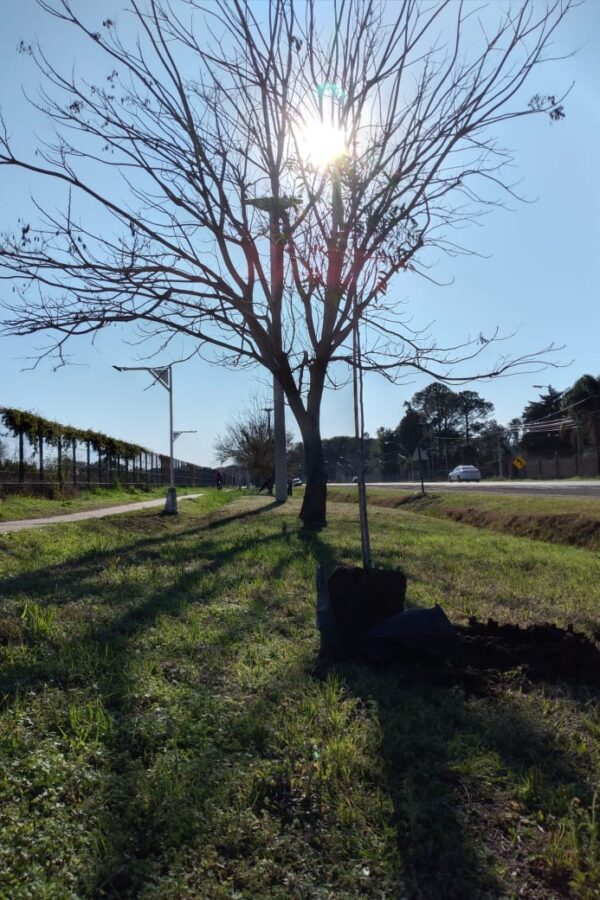 SEGUIMOS PLANTANDO ÁRBOLES EN DIFERENTES PUNTOS DE LA CIUDAD