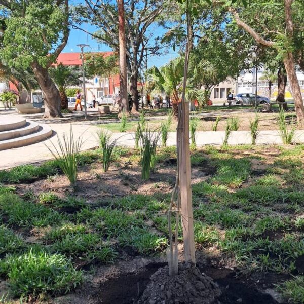 AMBIENTE Y ZOONOSIS REALIZÓ UNA INTERVENCION EN LA PLAZA RIVADAVIA