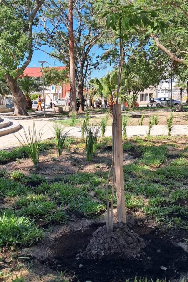 AMBIENTE Y ZOONOSIS REALIZÓ UNA INTERVENCION EN LA PLAZA RIVADAVIA