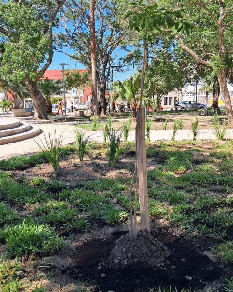 AMBIENTE Y ZOONOSIS REALIZÓ UNA INTERVENCION EN LA PLAZA RIVADAVIA